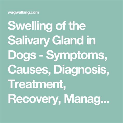 Salivary Gland Infection Symptoms In Dogs