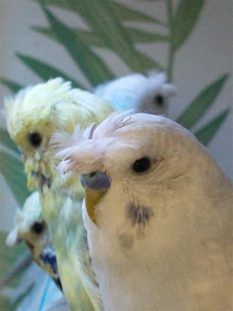 Budgies Crested Pets At Town Gardens And City Pets