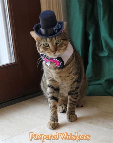 Cat Top Hat Dog Top Hat Wedding Top Hat Dogs And Cats The Etsy