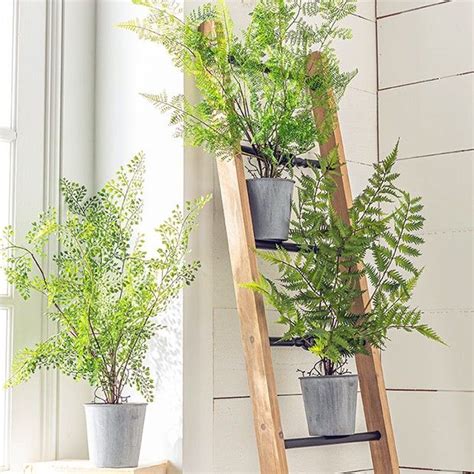 While this may be concerning if you live in a climate where it is dry for some or most of the year, you can perform. Potted Fern, Set of 3 in 2020 | Potted ferns, Potted plant ...