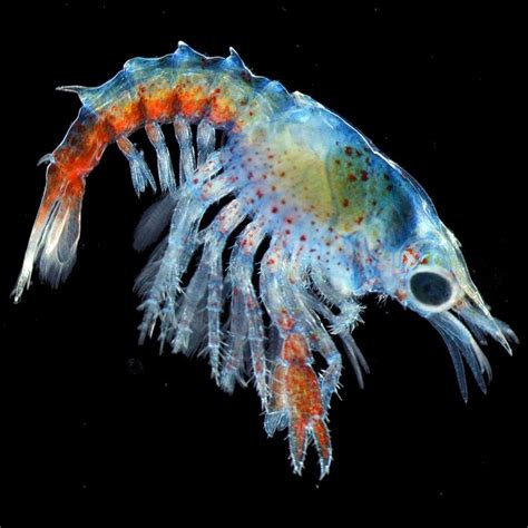 Colorful Baby Lobster Photo Wins Award For Maine Biologist The