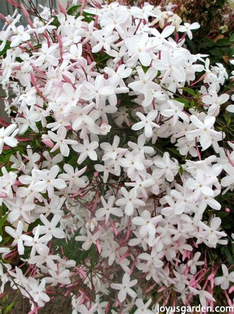 How To Care For The Sweet Pink Jasmine Jasminum Polyanthum That