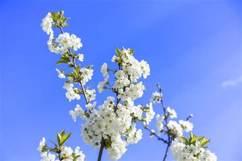 White Flowers Of Apple Trees Spring Landscape Blossoming Tree With