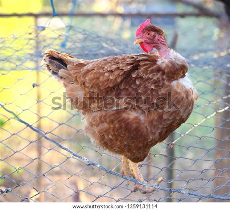 Brown Transylvanian Naked Neck Chicken Breed Stock Photo 1359131114