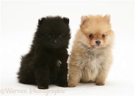 Dogs Black And Sable Pomeranian Pups Photo Wp23137