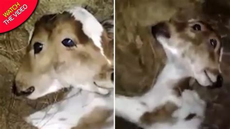 calf born with two heads and two mouths in india captured in bizarre footage world news