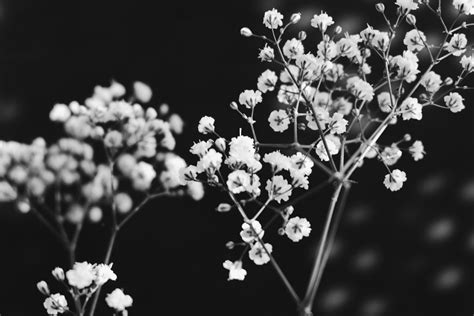 Free Stock Photo Of Black And White Branch Flowers