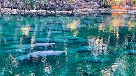 Blue Spring In Florida Gets Hundreds Of Manatees Heres How To See