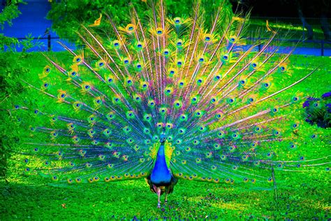 Majestic Multicolored Nature Close Up Green Color Beak Animals In