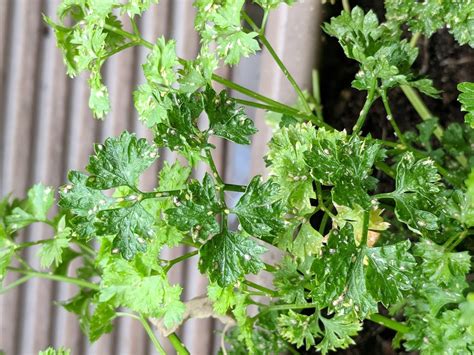 White Spots On Parsley 7 Causes 7 Solutions Your Indoor Herbs And Garden