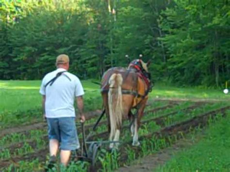 Garden cultivators are used to turn the soil and in doing so, loosen the hold weeds may have on the soil that is rightly there for flowers, herbs. Horse Drawn Cultivator 2 - YouTube