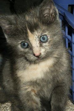 Advocate heartworm prevention flea and lice treatment treatment gastrointestinal worms treatment and prevention of lungworms in dogs control of ear mites in cats and dogs control of sarcoptic mange in. How to Kill Fleas on a 6 Week Old Kitten | Animals - mom.me