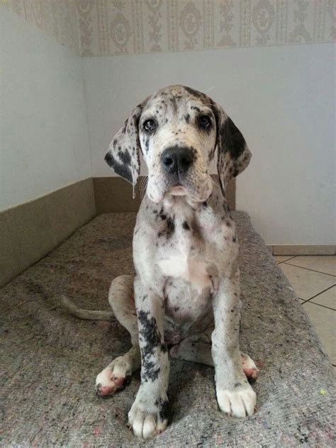 Since all 84 great danes are considered evidence, they'll only be eligible for adoption after the resolution of the case, potentially months away. Great Dane- M- name: Skarloey or if F- name: Renata | Pets ...