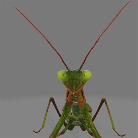 Praying Mantis 3d Model Cgtrader