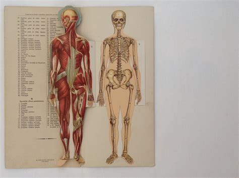 Le Corps Humain Anatomie De La Femme Planches Demontables Avec