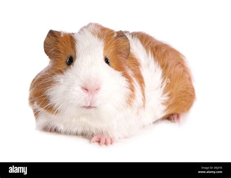 Ginger And White Guinea Pig In A Studio Stock Photo Alamy