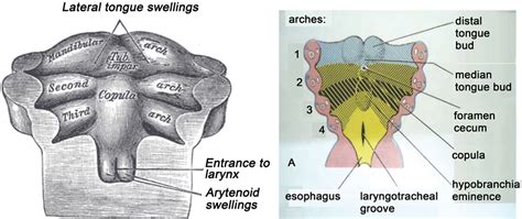 Comprehensive Review Of Thyroid Embryology Anatomy Histology And