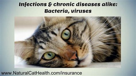 However, you may have to give up extra coverage to meet your budget. How Much is Pet Insurance For a Cat - YouTube
