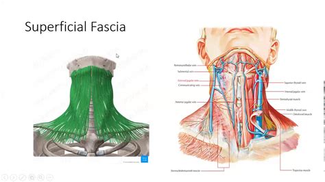 Headandneck Superficial Fascia Of Neck Youtube