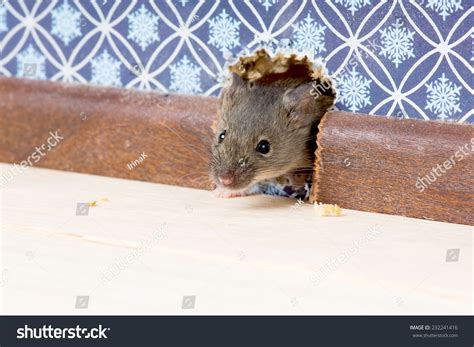 House Mouse Mus Musculus Gets Into Foto Stock 232241416 Shutterstock