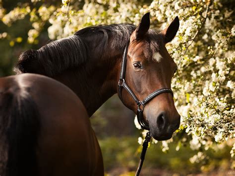 Brown Horse Hd Desktop Wallpaper 2880x1800