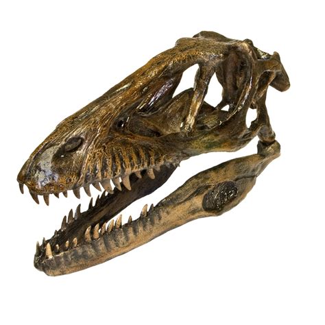 Replica Deinonychus Dinosaur Skull For Sale Skulls Unlimited
