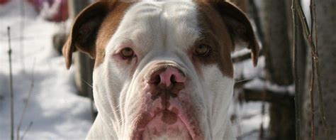 Renascence Bulldogge Ironheadbulls Gambler - 2011 - en ...