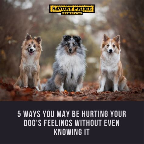 5 Ways Hurting Dogs Feelings Savory Prime Pet Treats