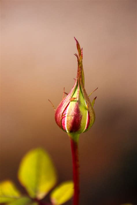 Maybe you would like to learn more about one of these? Gambar : alam, cabang, mekar, menanam, daun bunga, hijau ...