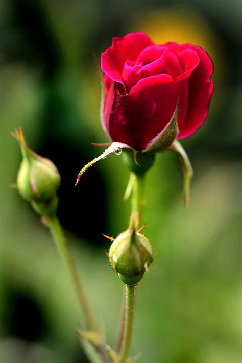 Hd Wallpaper Rose Spring Romantic Garden Plant Nature Love