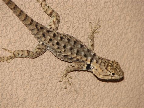 Desert Spiny Lizard Reptiles Of Arizona · Inaturalist
