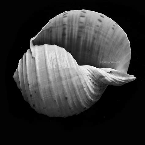 Tell Me Your Sea Tales Iv Shell Edward Weston Tribute Se Flickr
