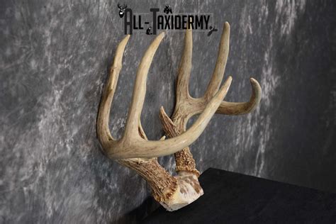 Whitetail Deer Antler Skull Cap Taxidermy Sku 1535 All Taxidermy