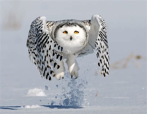 Snowy Owls Of The Calgary Area Birds Calgary