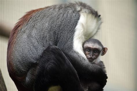 Meet The Planets 25 Most Endangered Primates Primates Animals