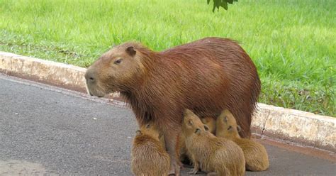 Quanto Custa Uma Capivara De Estimação