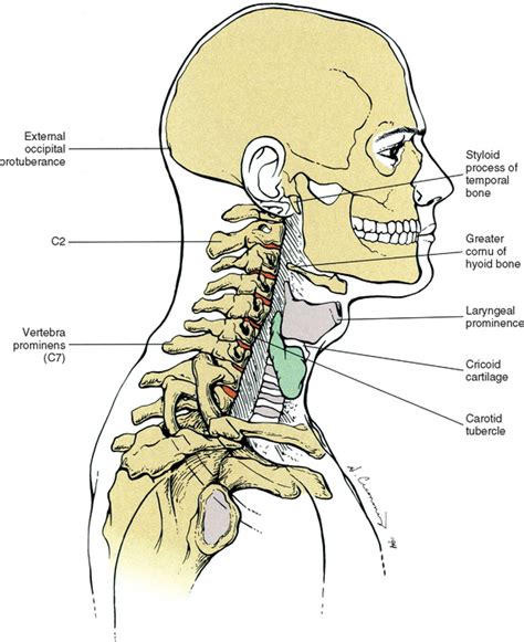 Surface Anatomy Of The Back And Vertebral Levels Of Clinically