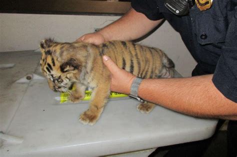 Look Baby Tiger Seized From Camaro Crossing Over From Mexico