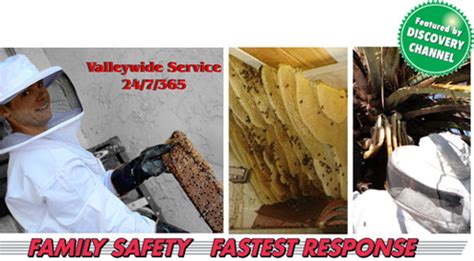 Bee Removal Services We Provide Az Bee Removal