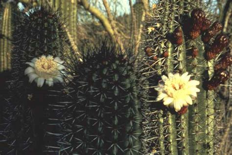 Instead of having a central stem, however, a cluster of 5 to 20 slender branches grow from a point at. Organ Pipe Cactus - Organ Pipe Cactus National Monument (U ...