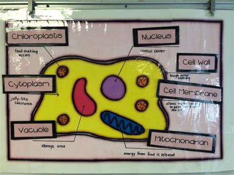 They read about the function of cell parts before answering 11 online fill in the blank questions. animal cell project for 3rd grade - Google Search | Plant ...