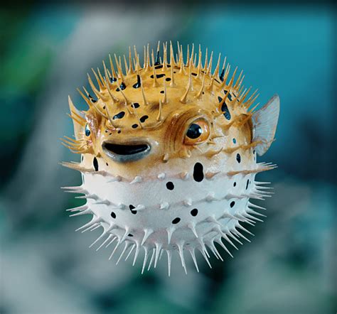 Pufferfish Dolphins Can Get High On Puffer Fish Says Nature Show Abc