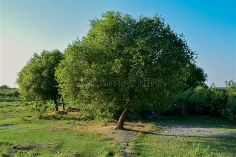 Large Single Maple Tree On Sunny Summer Day In Green Field With Blue