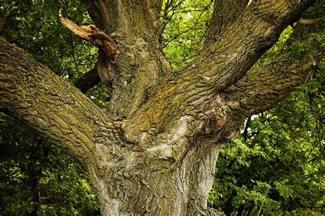 Oak Tree Trunk Photograph By Donald Erickson Fine Art America
