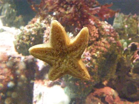 Sea Star Vancouver Aquarium Scazon Flickr