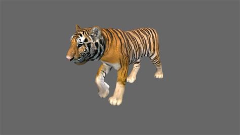 tiger 3d model by josluat91 [a038a5a] sketchfab