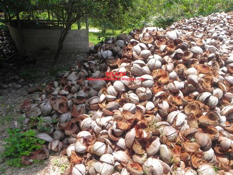 Arti kata kelapa (atau coconut, dalam bahasa inggris) dapat merujuk pada keseluruhan pohon kelapa, biji, atau buah, yang secara botani adalah pohon berbuah. Relatif: Siri 03: Rezeki Sabut Kelapa