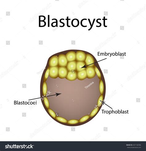 Human Blastocyst Structure Blastocyst Vector Illustration เวกเตอร์