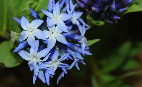 Top 10 Most Beautiful Blue Flowers In The World