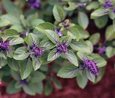 Live African Blue Basil 12 15 Tall Large In Bloom Herb Etsy